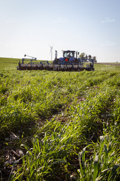 Planting into Rye Cover Crop 268325