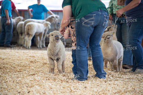 Sheep Show 117451