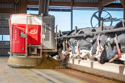 Robotic Feeder in Holstein Cattle Barn  270274