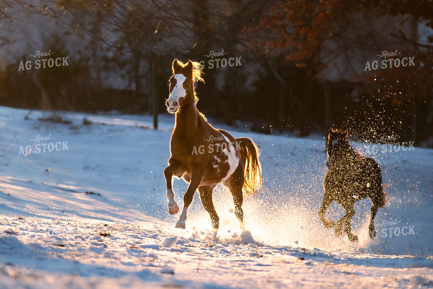 Horse 165003
