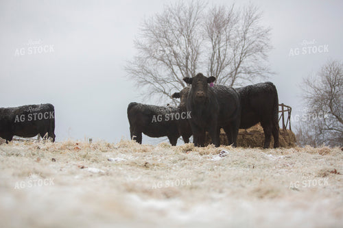 Cattle 1650