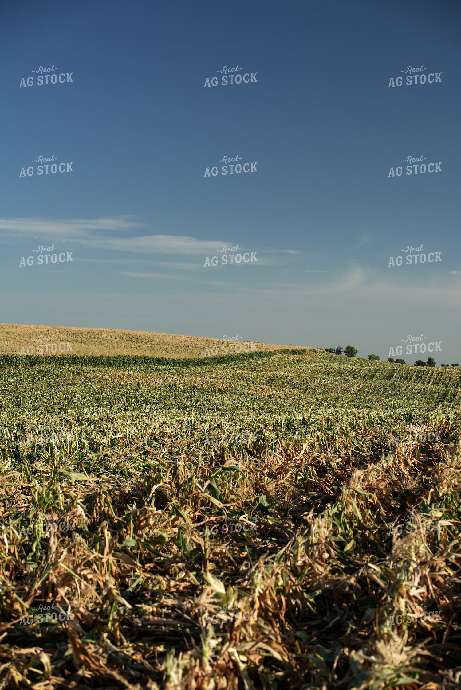 Cut Sweet Corn Field 76642