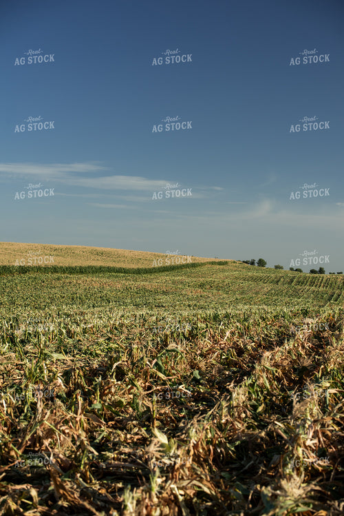 Cut Sweet Corn Field 76642