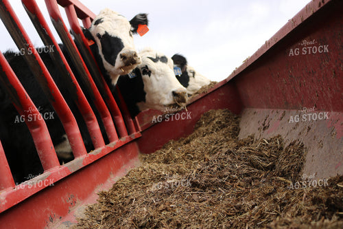 Angus Cattle in Pen 82178