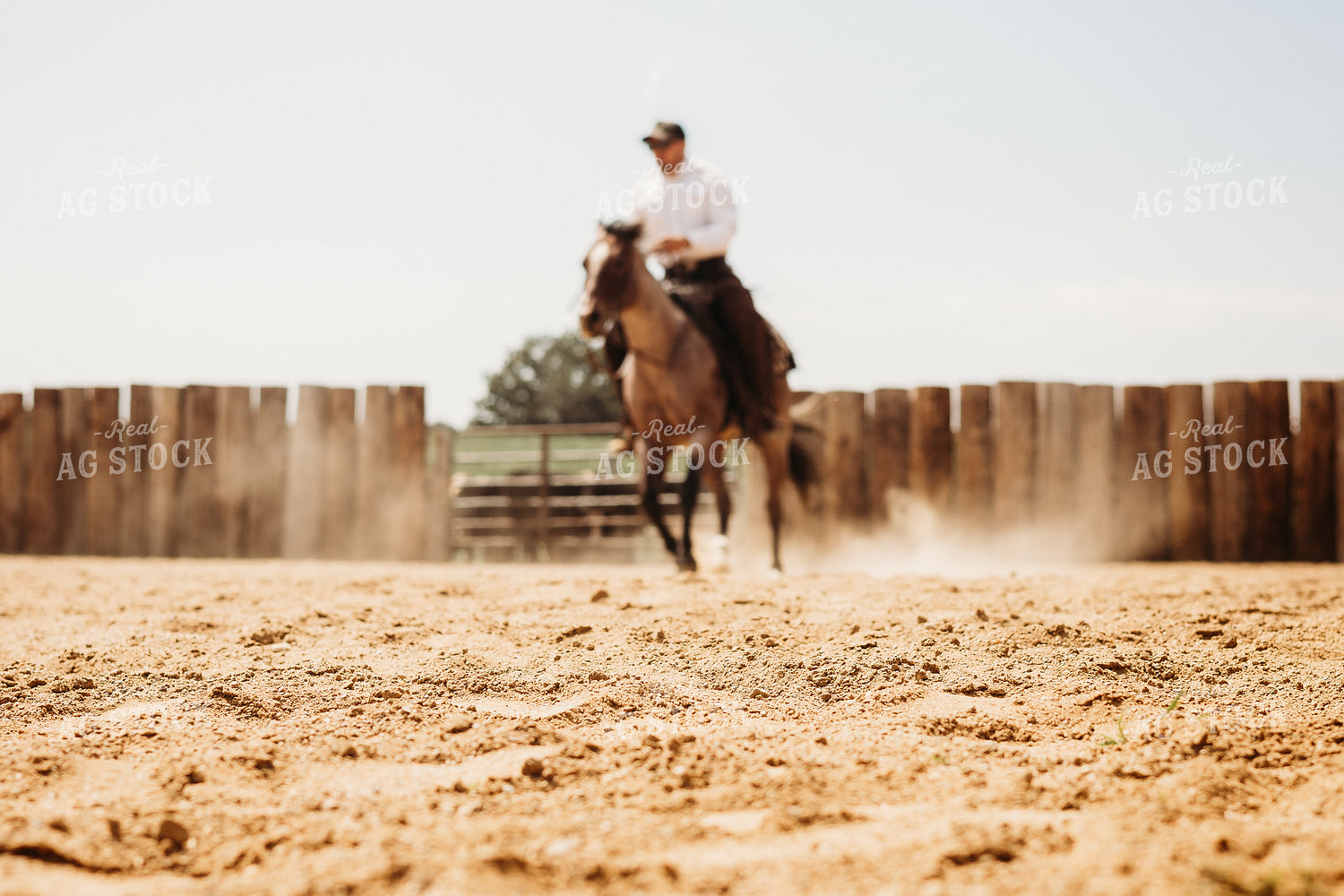 Riding Horse in Arena 281094