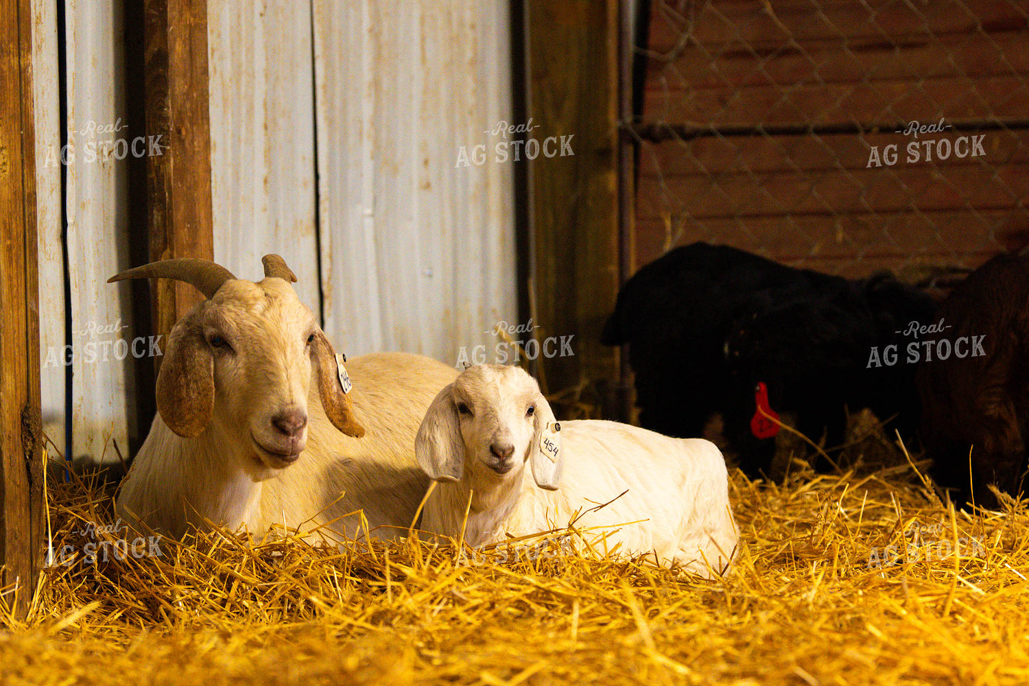 Goats 299155
