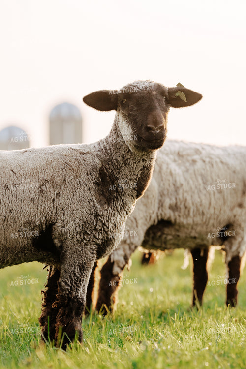 Sheep on Pasture 68185