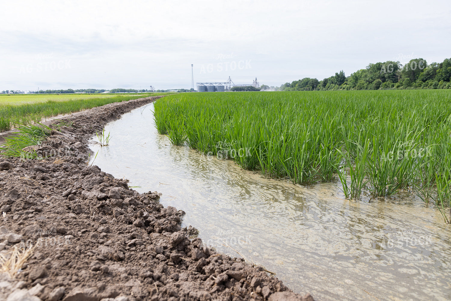 Irrigated Rice Field 79819