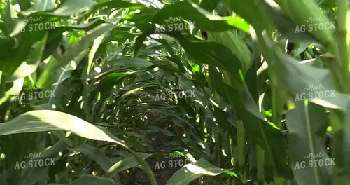 Walking Corn 156071