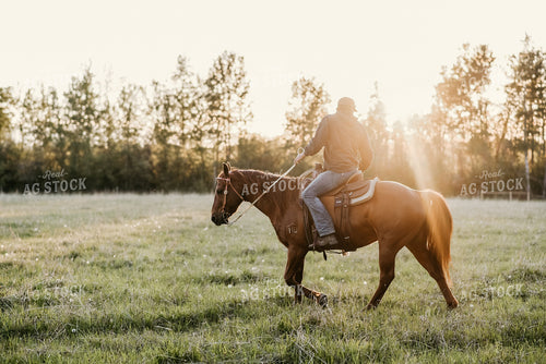 Cattle and Rancher on Horseback 64066