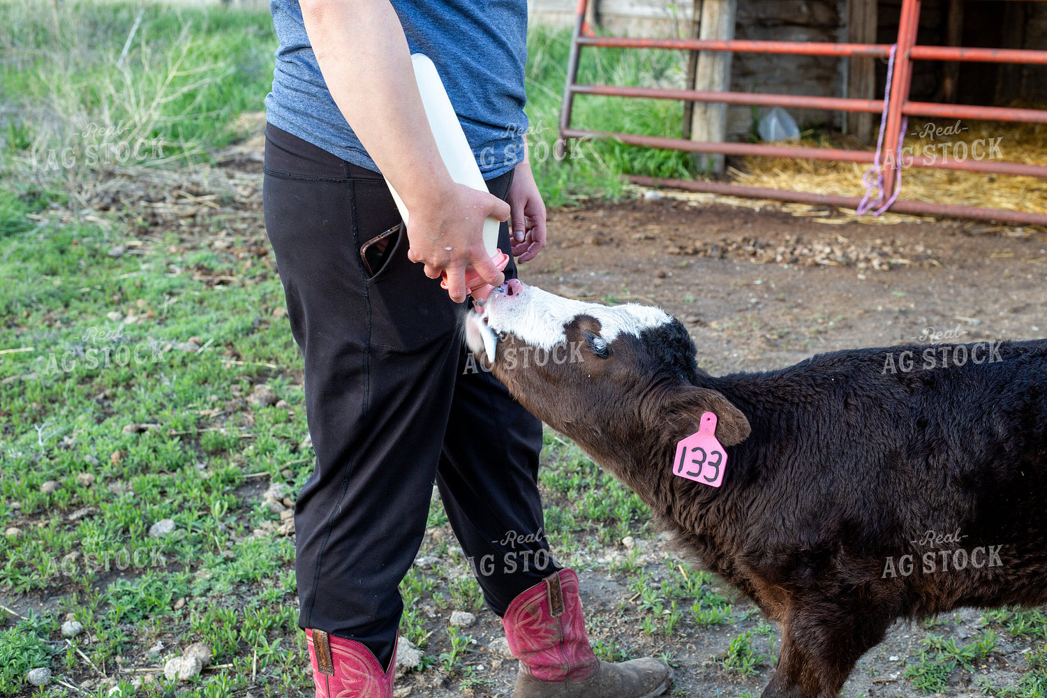 Calving Season 155557