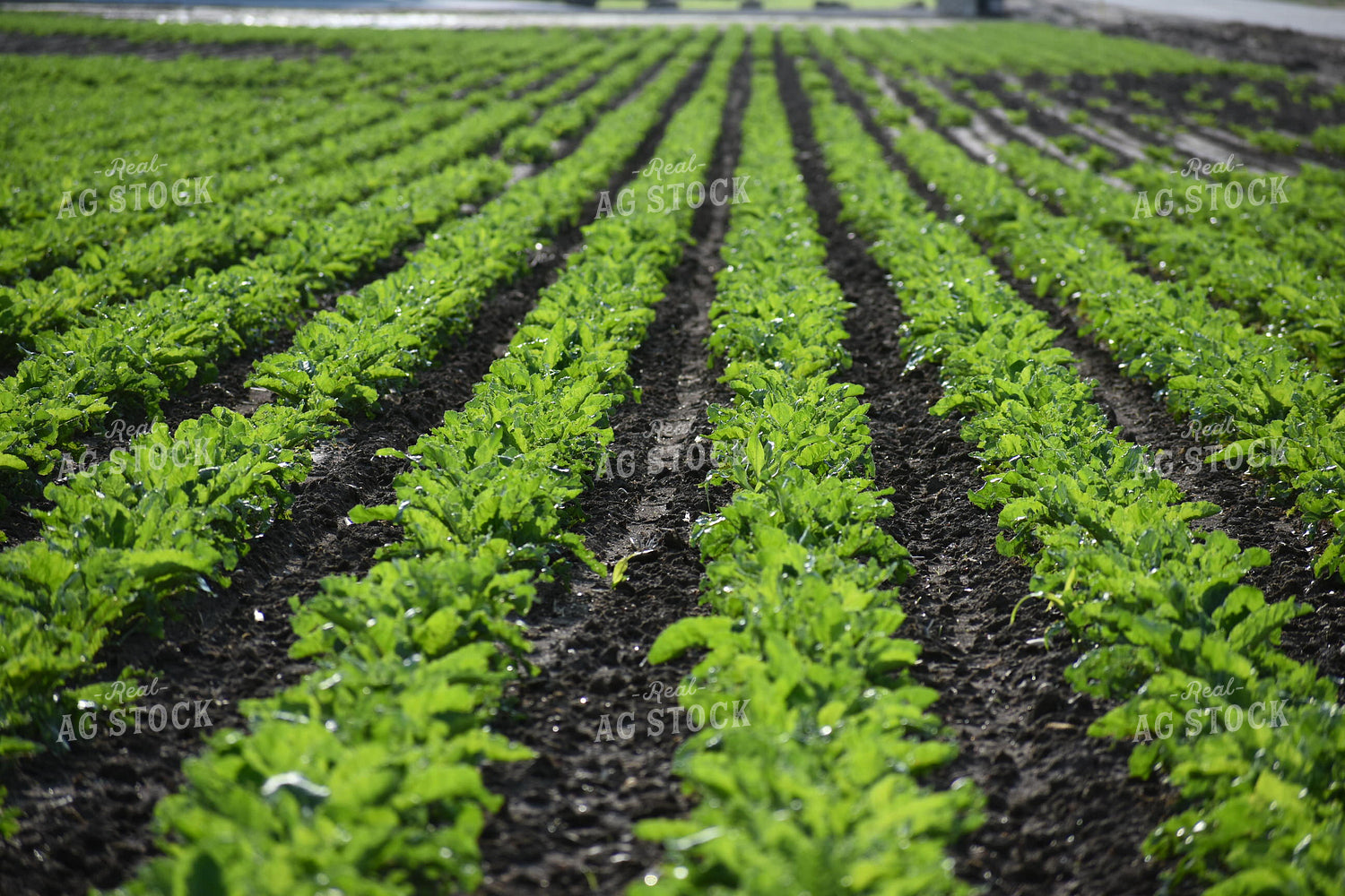 Sugar Beets 148030