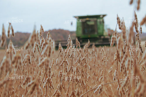 Soybeans at Harvest 52056
