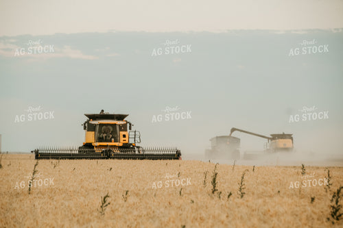 Harvesting Wheat 64102