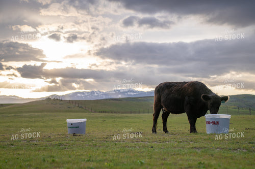 Cow Grazing Peacefully in Open Pasture with Scenic Mountainous Background at Sunset 65354
