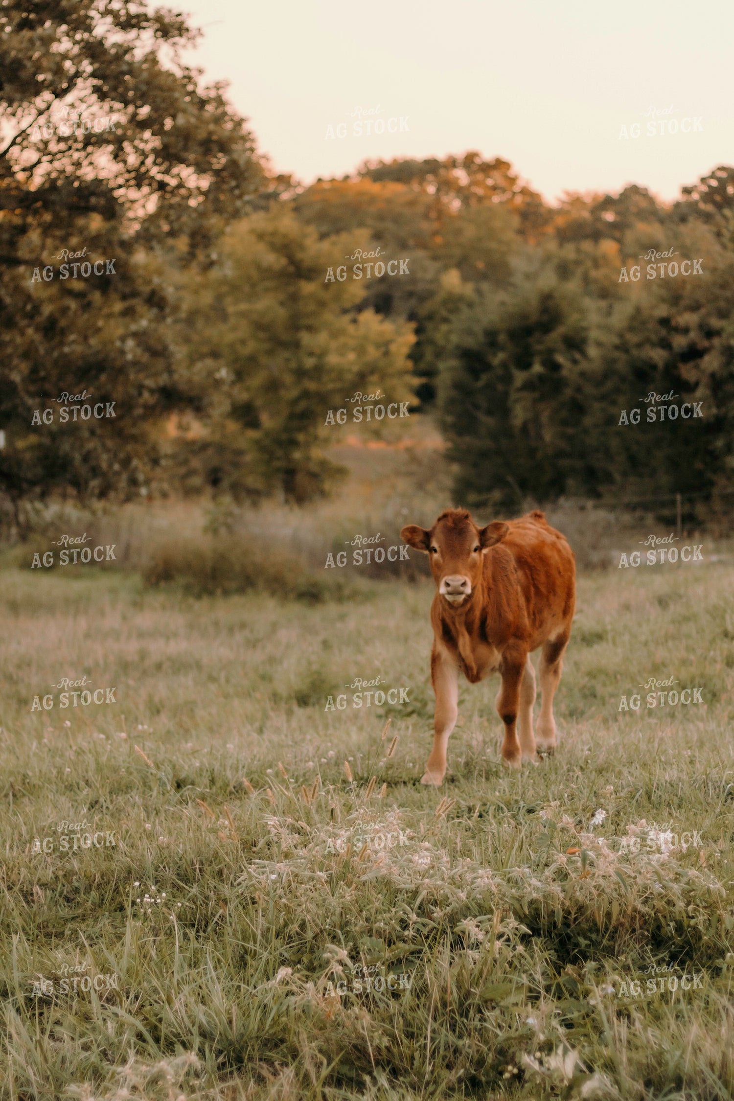Red Angus Calf 108011