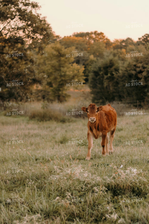 Red Angus Calf 108011