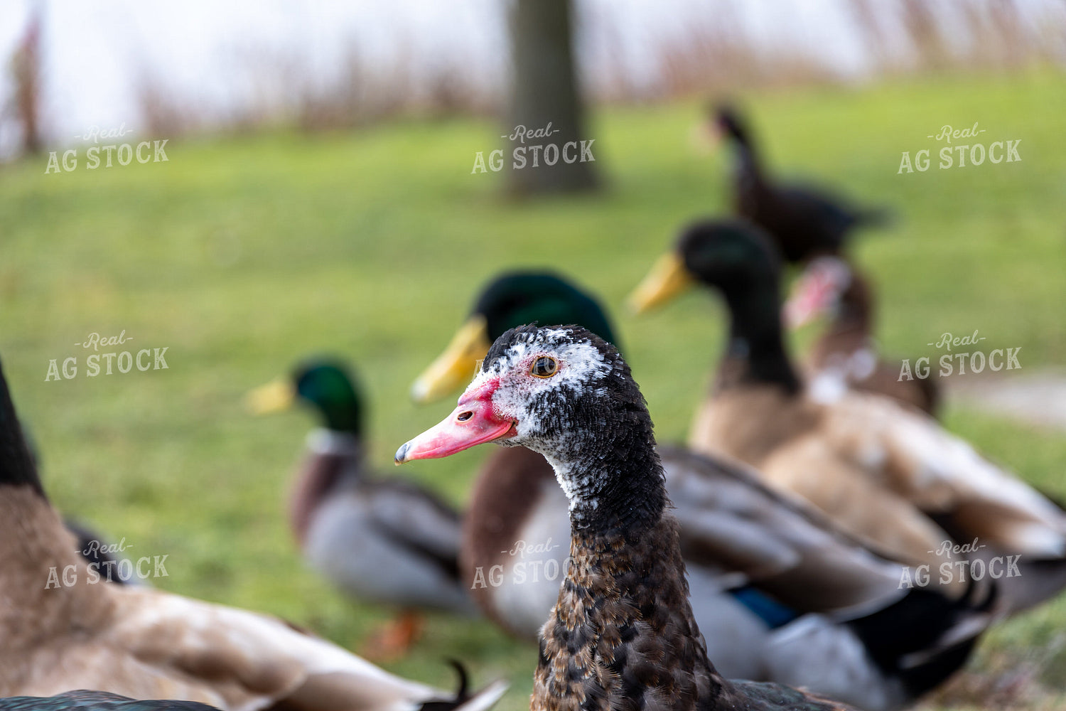 Ducks 52263