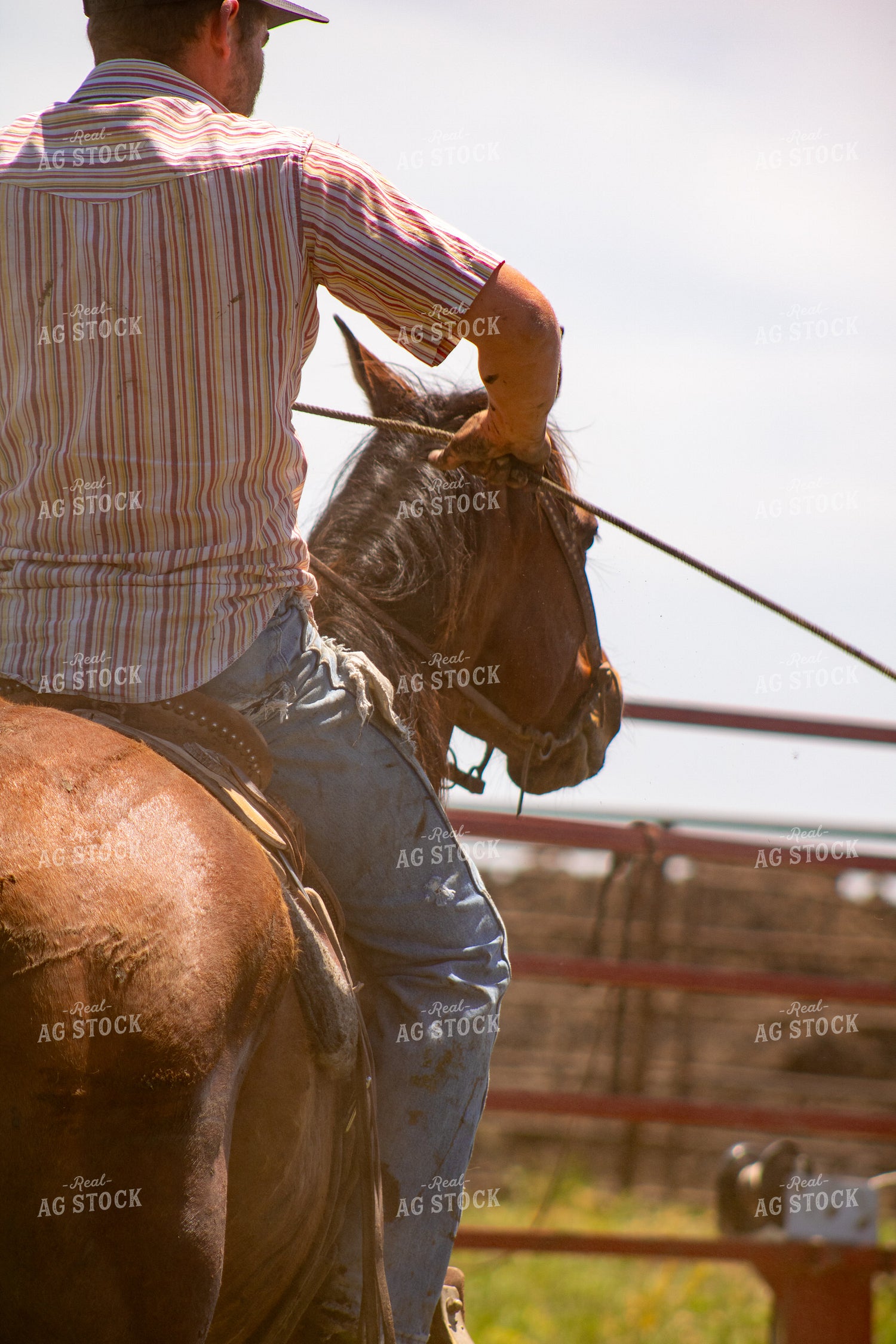 Sorting Cattle on Horseback 214303