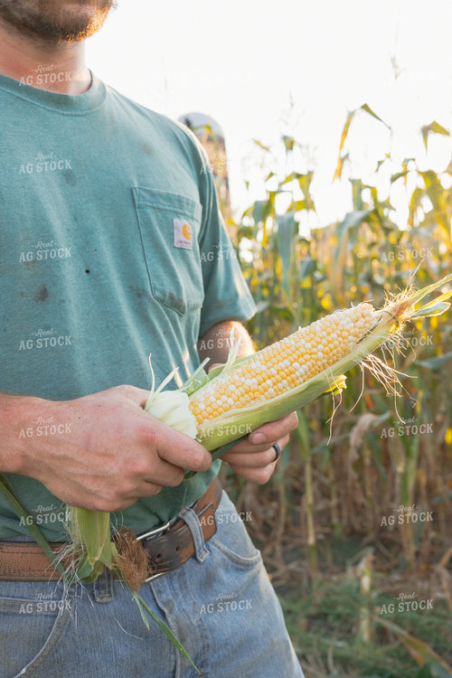 Farmer Holding Sweet Corn Ear 295213