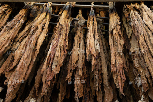 Curing Tobacco 52558