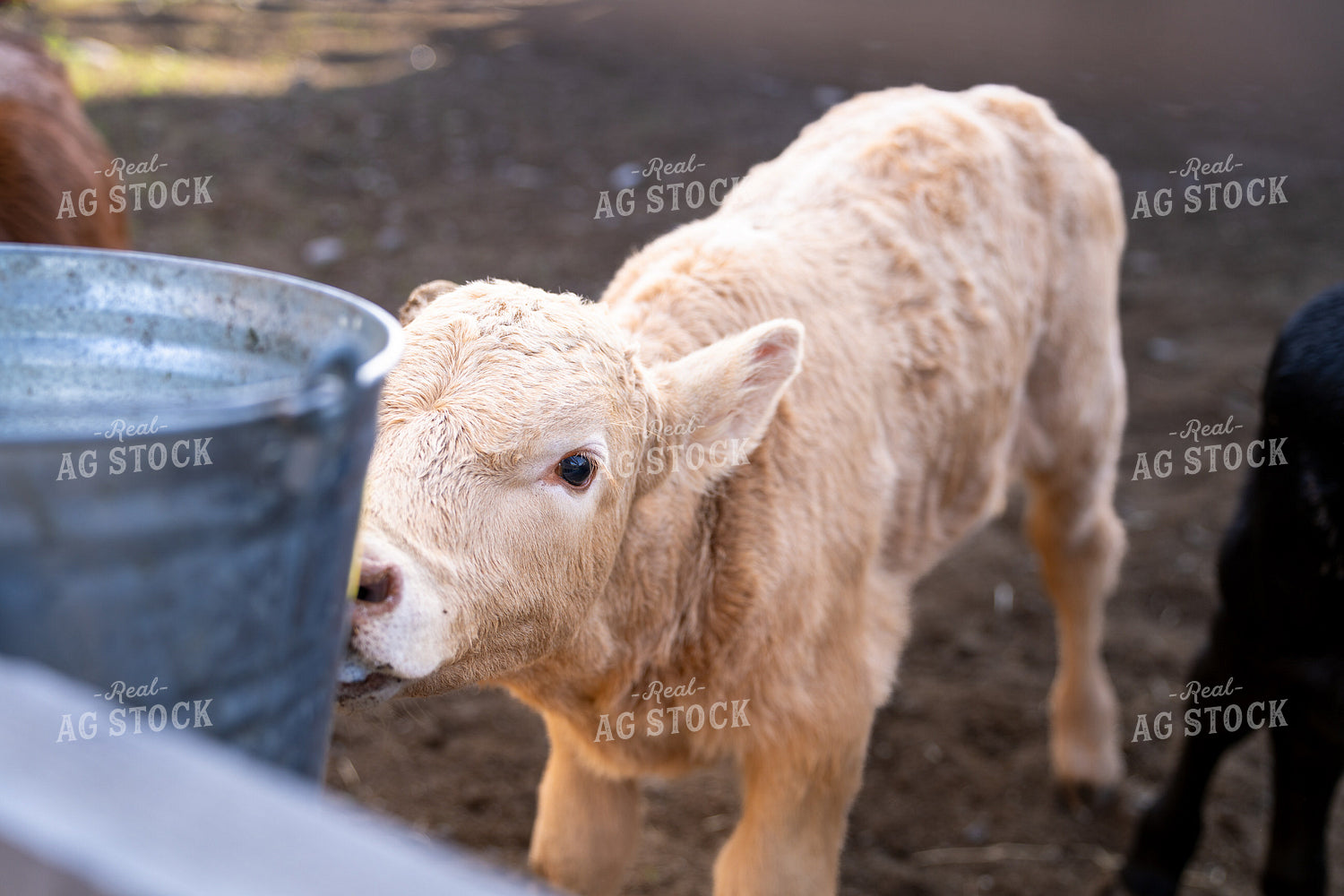 Young Blonde Calf by Farm Fence Near a Metal Bucket in Rural Setting 65361