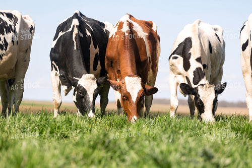 Holstein Cattle Eating in Pasture 90008
