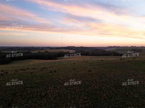 Angus Cattle Herd on Pasture 268334