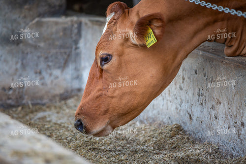 Guernsey Dairy Cows 270583