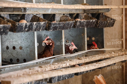 Chickens 161064