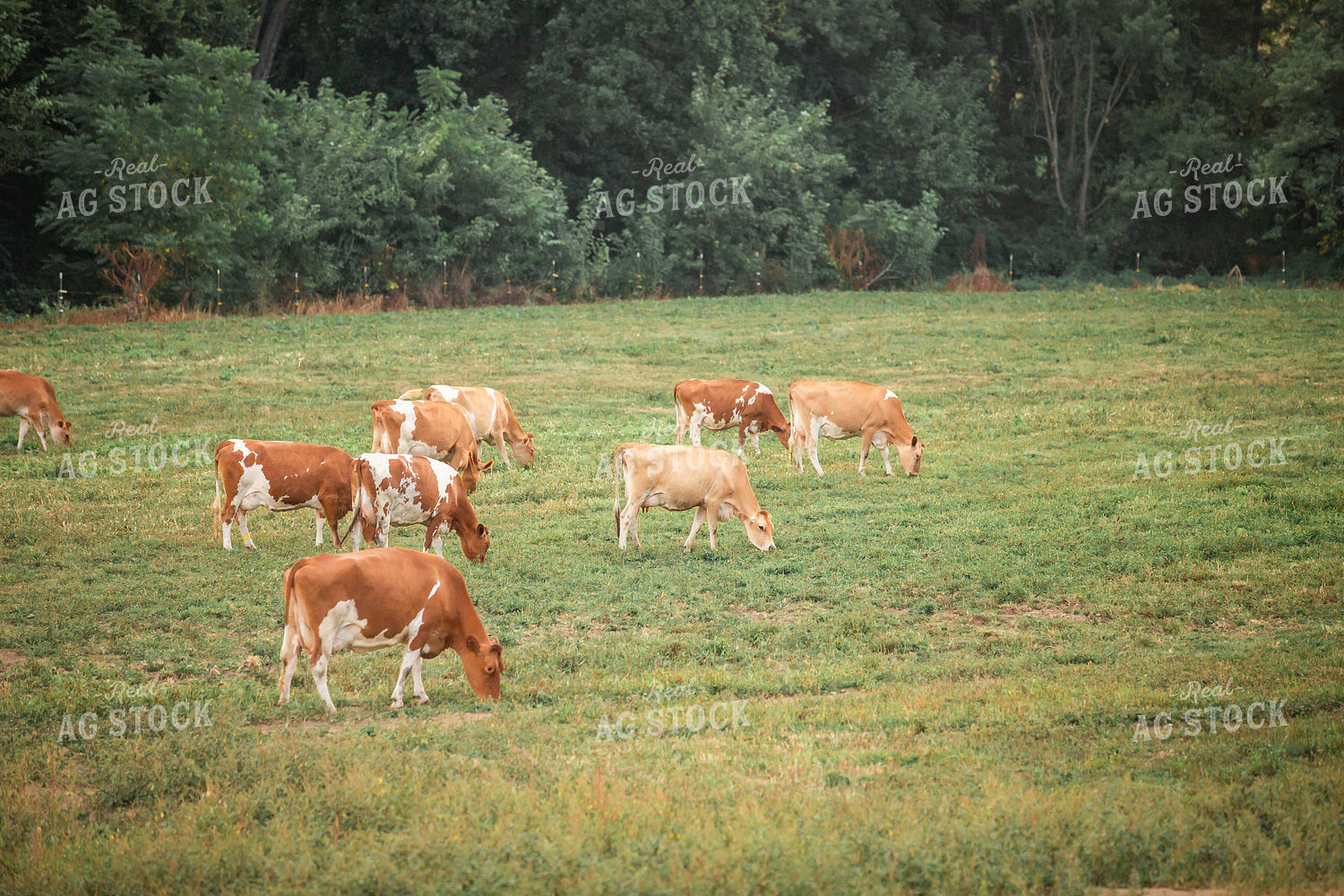 Guernsey Dairy Cows 270586