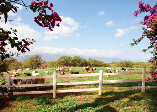 Goats Graze in Fenced Land 132001