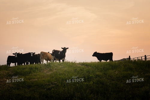 Cattle on Pasture 281002