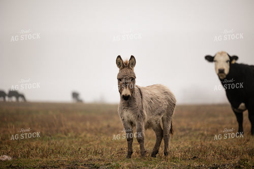 Donkey 219056