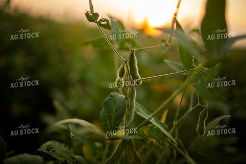 Soybeans - Mid-Season 2366