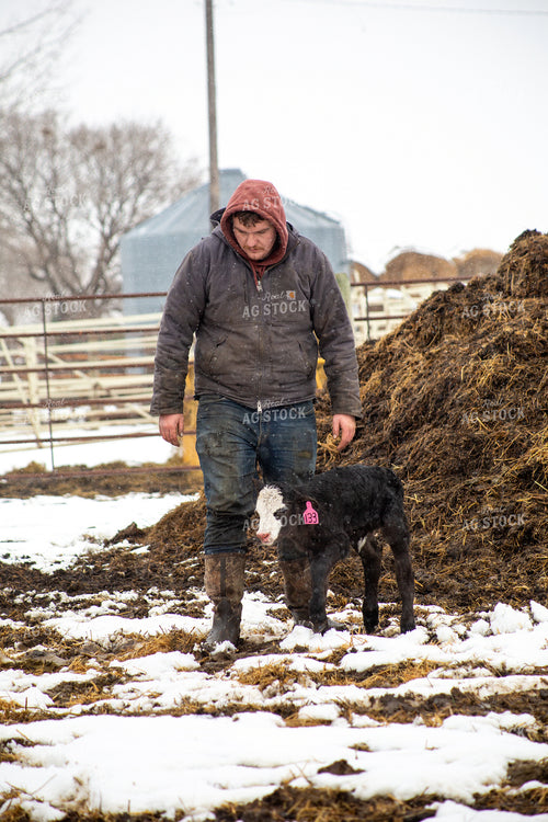 Farmer Checking Calves 155425