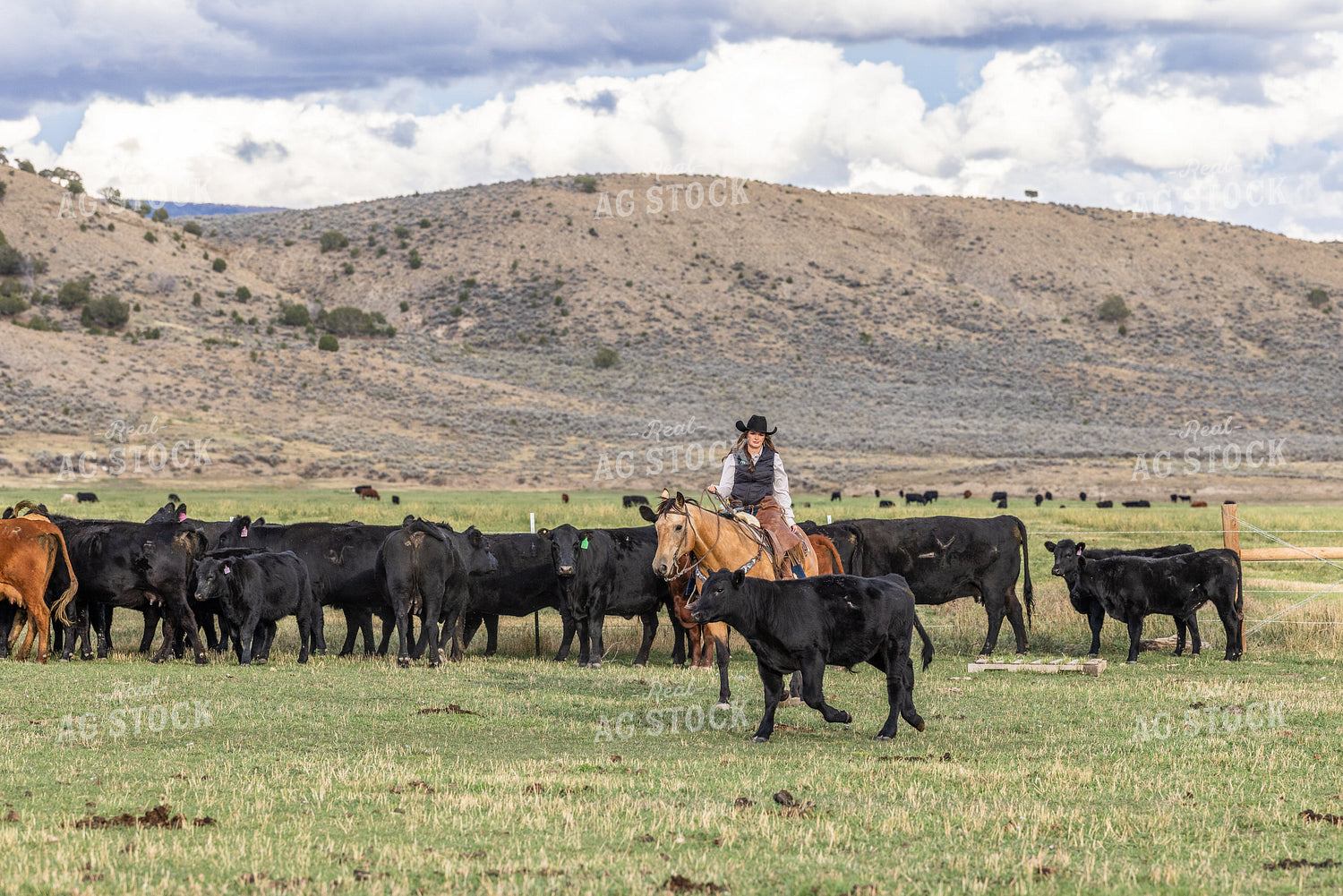 Cowgirl Herding Cattle 290006