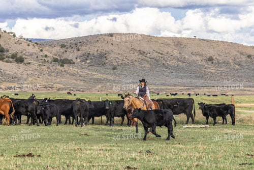 Cowgirl Herding Cattle 290006