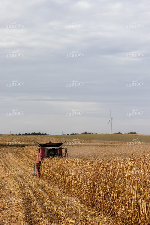 Combine Harvesting Corn 67149