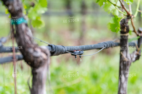 Irrigation in Vineyard 107042