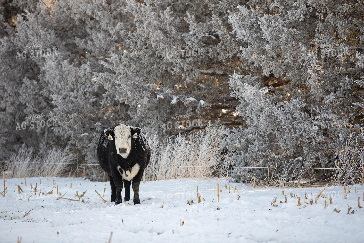 Black Baldy Cow in Snow 303004