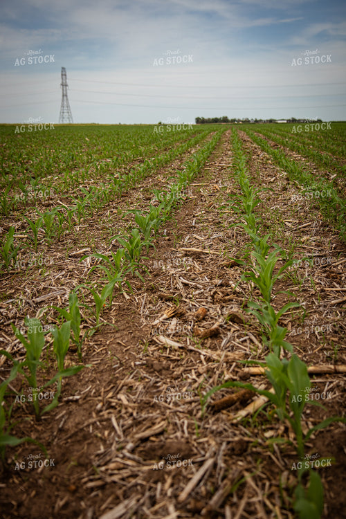 Early Corn Growth 67766