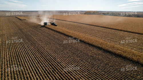Corn Harvest 114010