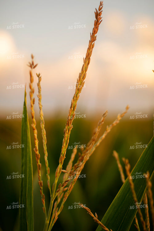 Corn - Mid-Season 2302