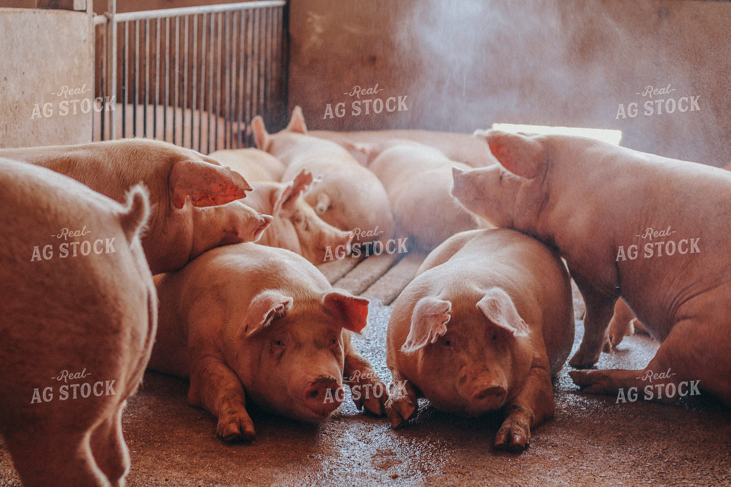 Hogs Lay on Ground 101054