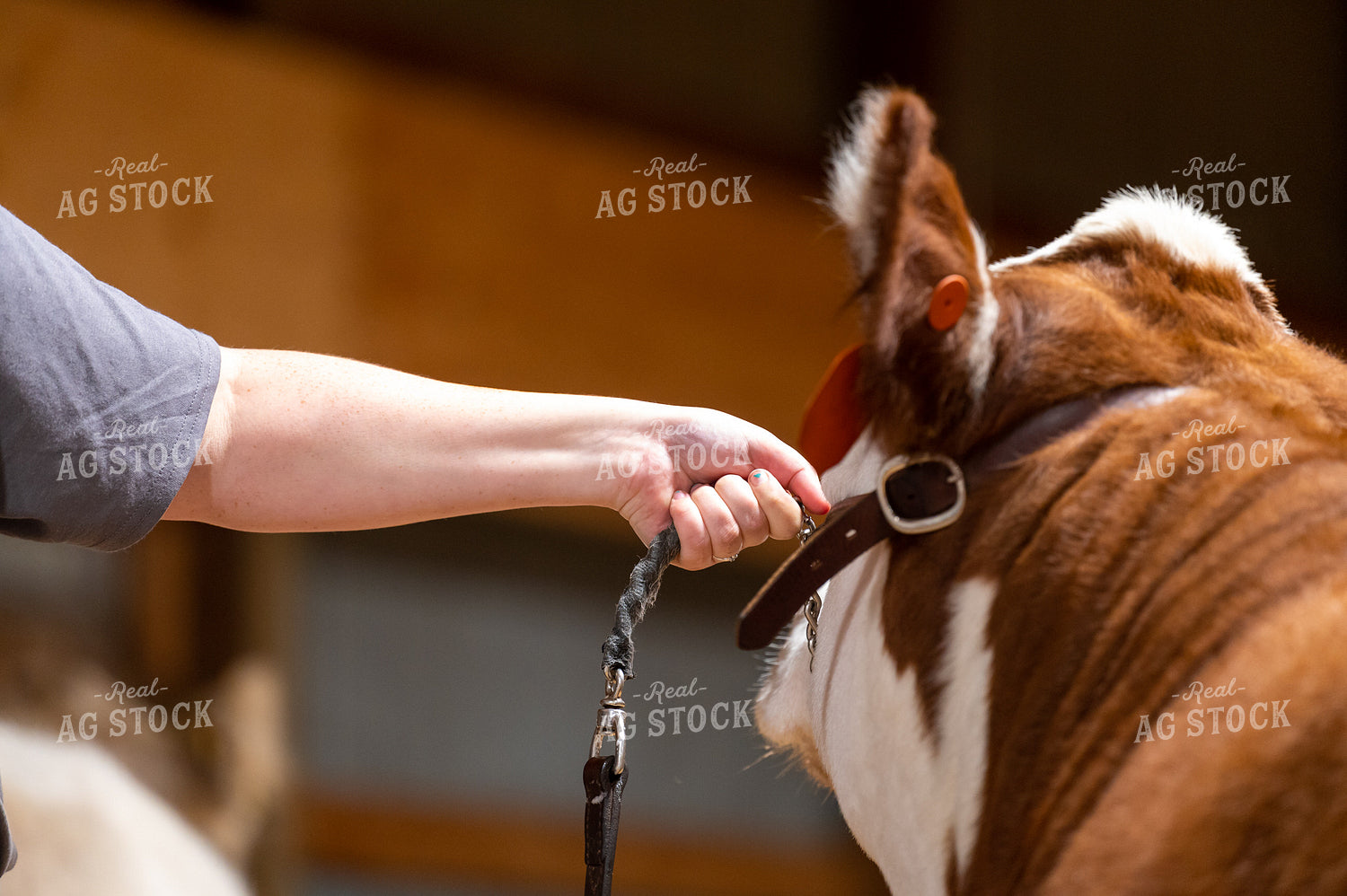Showing Cattle 116008
