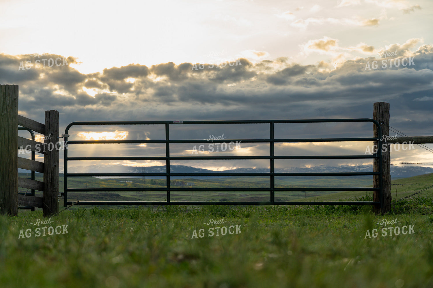 Gate in Pasture 65743