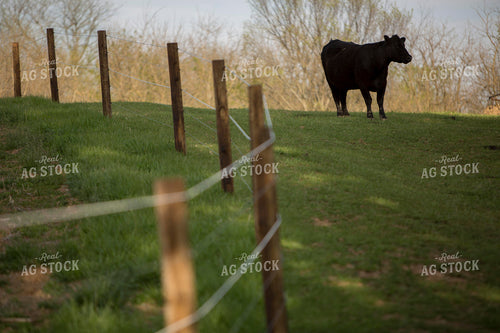 Cattle 1618