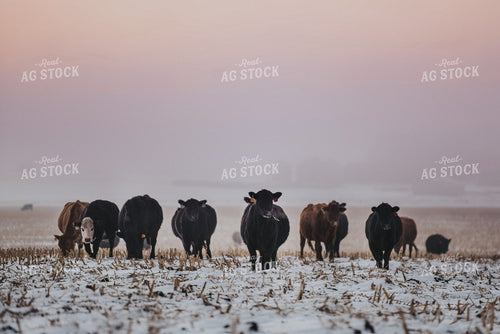 Cattle Grazing on Corn Stalks 68011