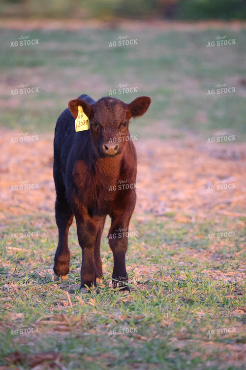 Calf in Pen 160313